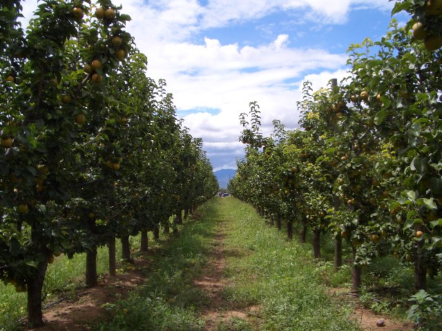 Apple Orchard.jpg