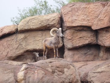 Bighorn Sheep.jpg