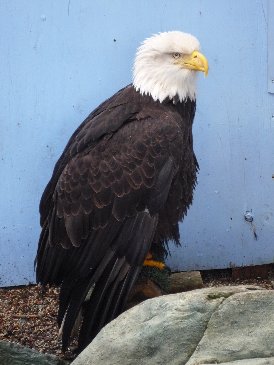 Cruise Bald Eagle.jpg