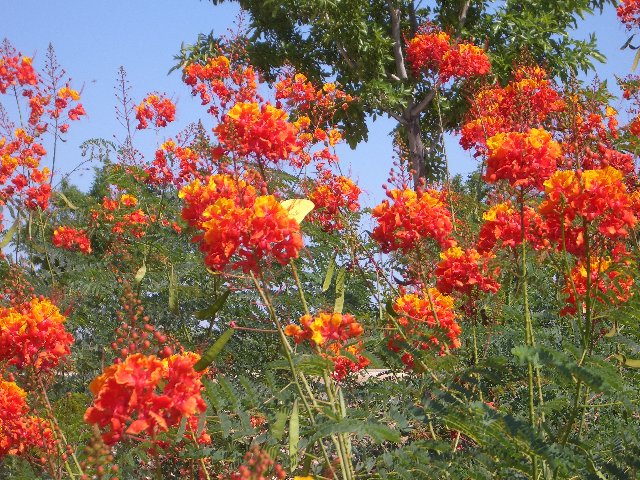 Flowers Dog Park.jpg