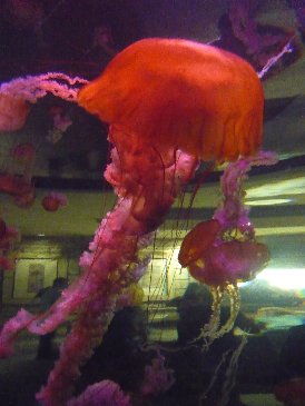 Jelly Fish.jpg