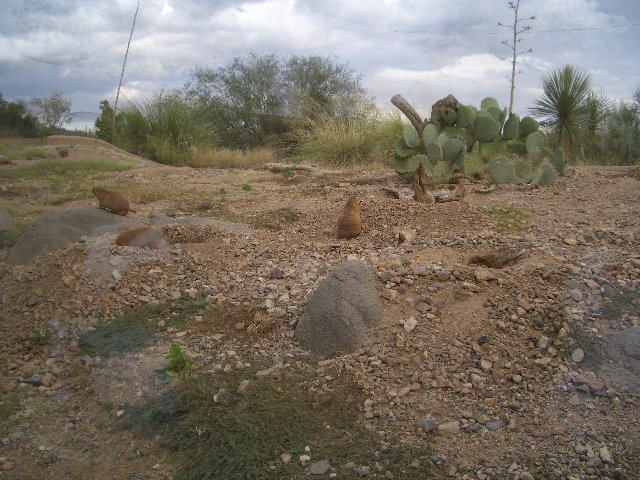 Prairie Dogs I.jpg