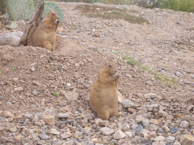 Prairie Dogs II.jpg