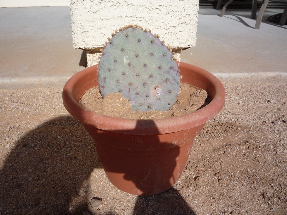 Prickly Pear Cactus.jpg