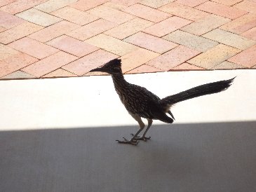 Road Runner.jpg