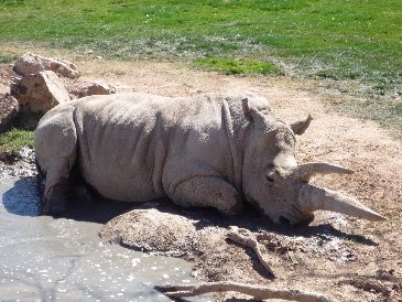 White Rhino.JPG