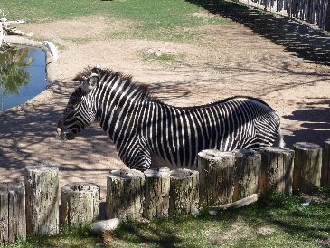 Zebra.JPG