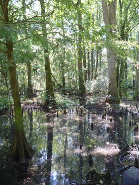 Cypress Swamp.JPG